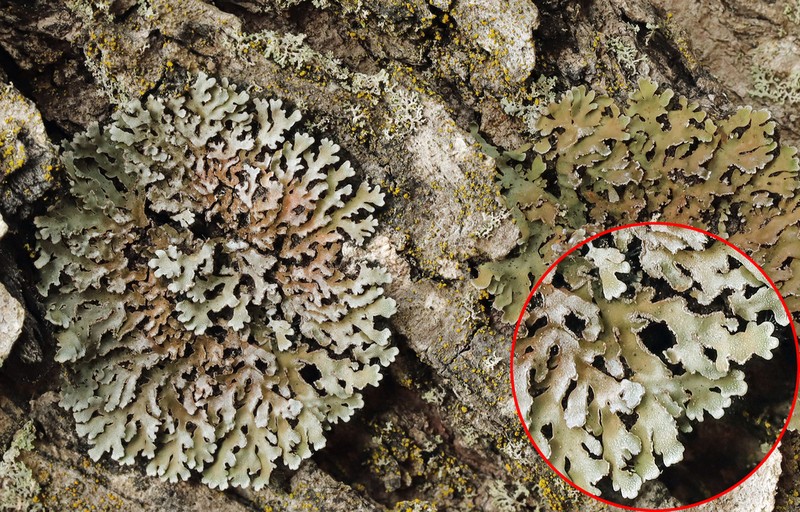 Frosted Lichen photo 8