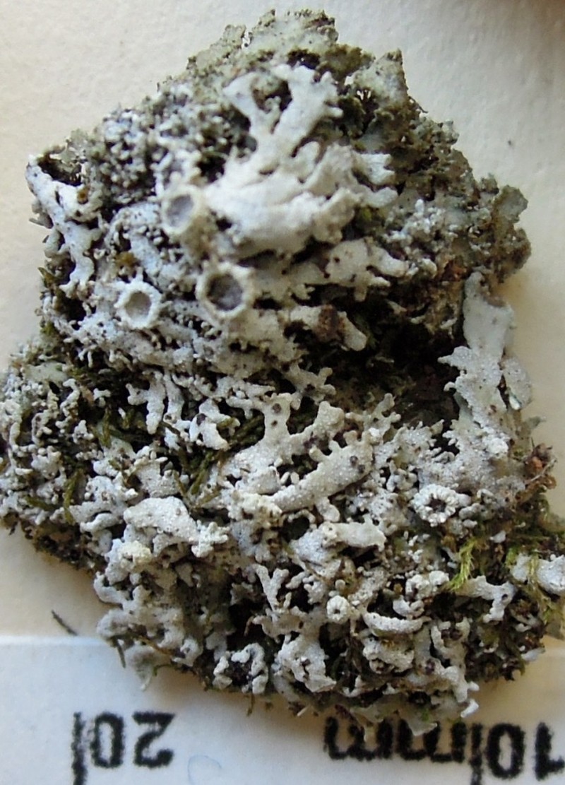 Physconia elegantula