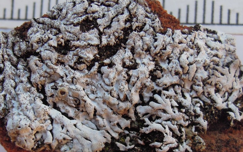 Physconia elegantula photo 2