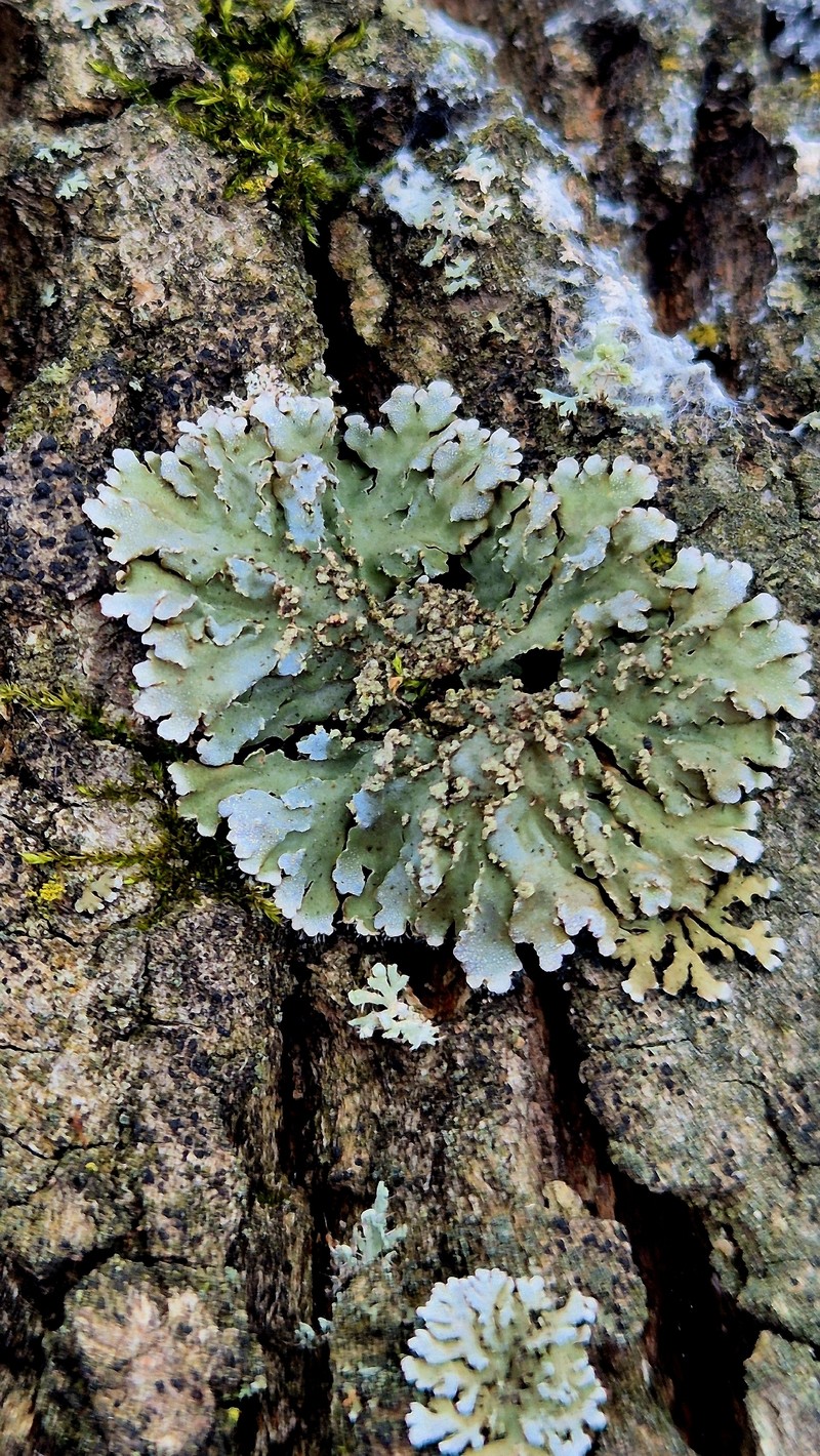 Frosted Lichen