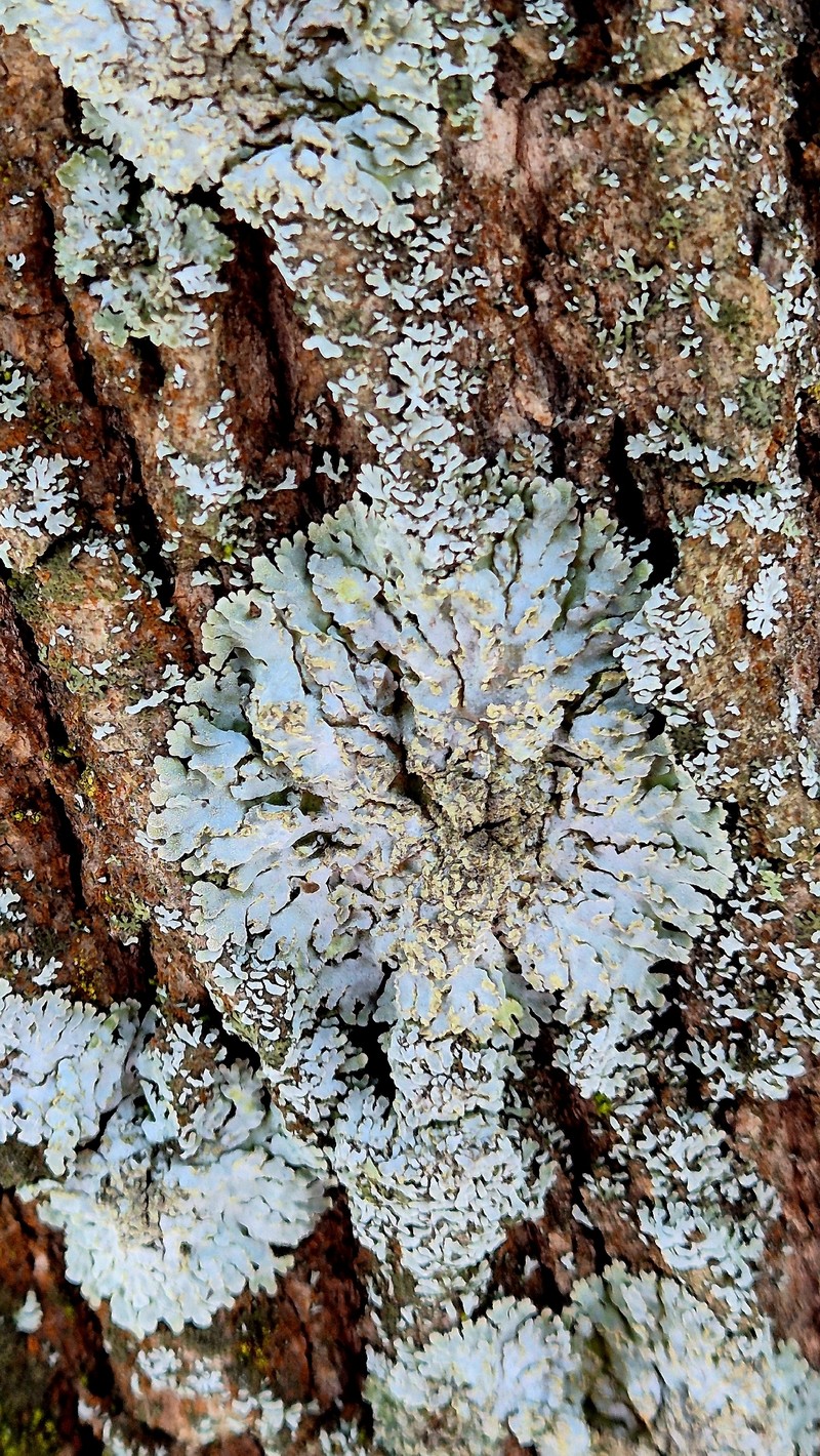 Frosted Lichen photo 2