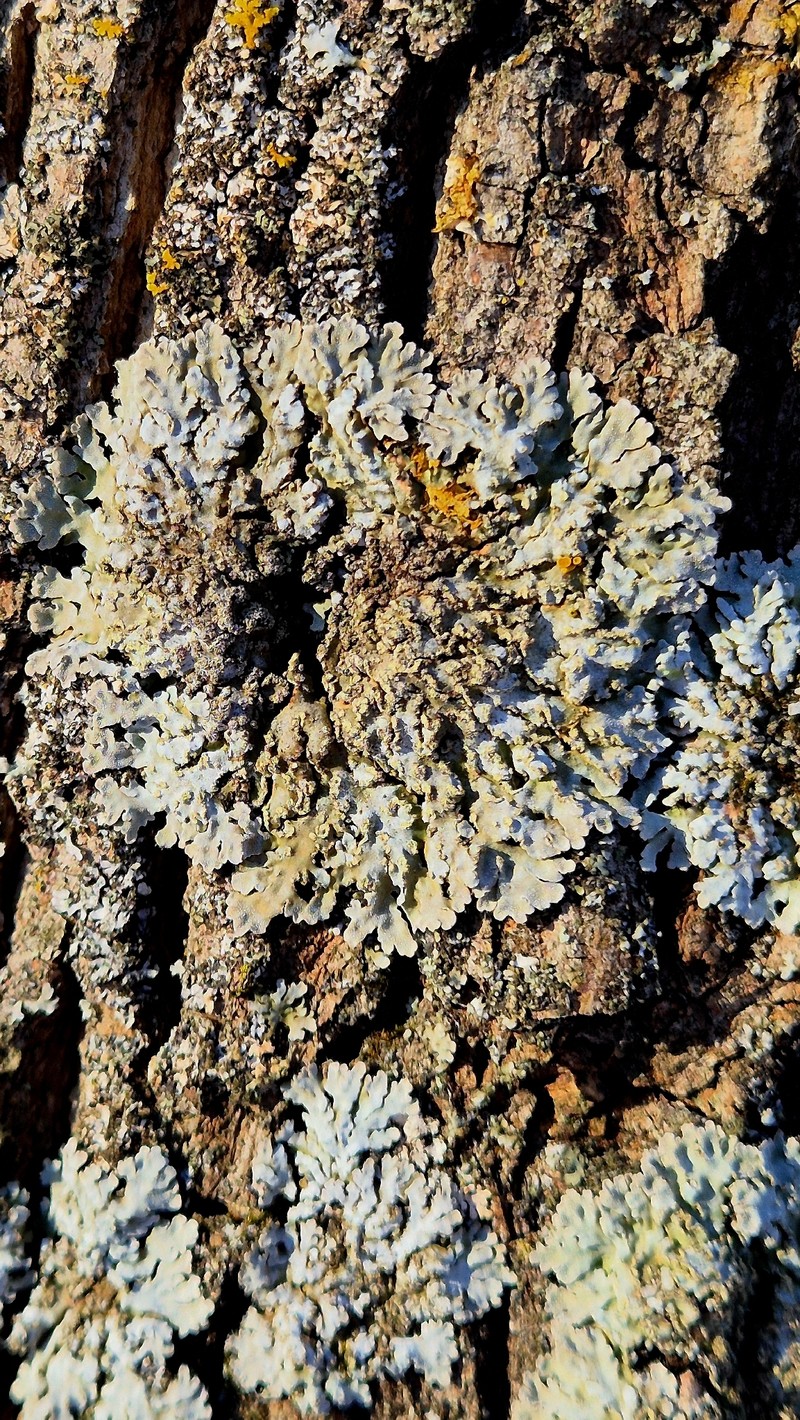 Frosted Lichen photo 3