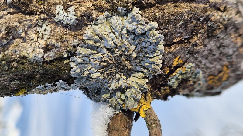 Frosted Lichen photo 4