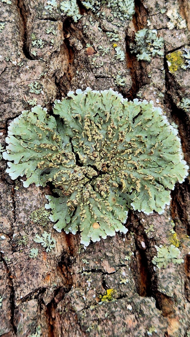 Frosted Lichen photo 5