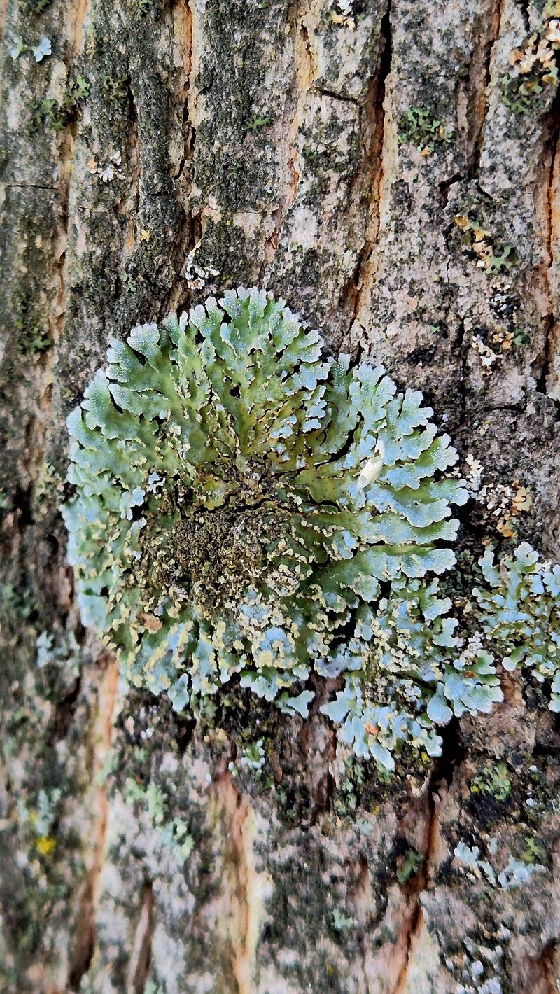 Frosted Lichen photo 6