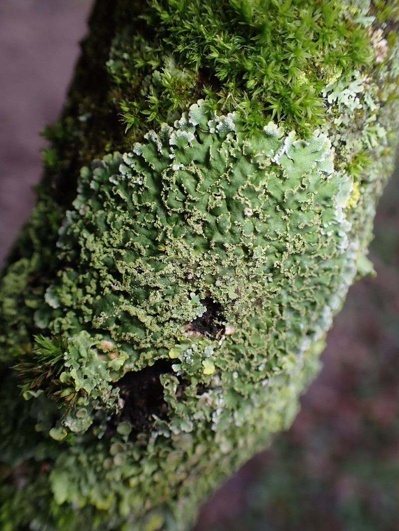 Frosted Lichen photo 7