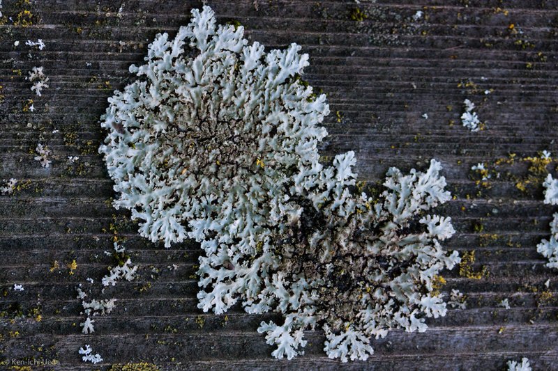 Physconia isidiigera