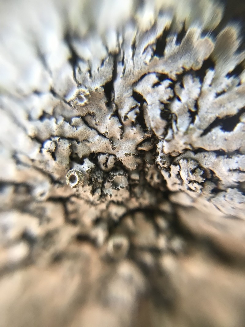 Physconia isidiigera
