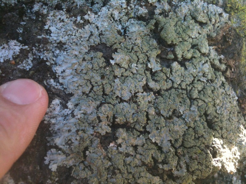 Physconia isidiigera photo 2