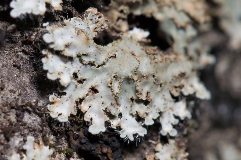 Physconia isidiigera photo 3