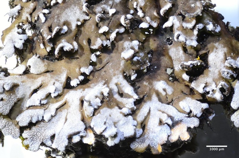 Physconia isidiigera photo 4