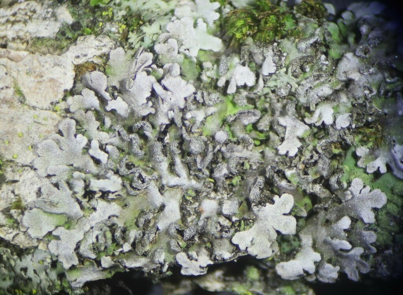 Physconia isidiigera photo 5