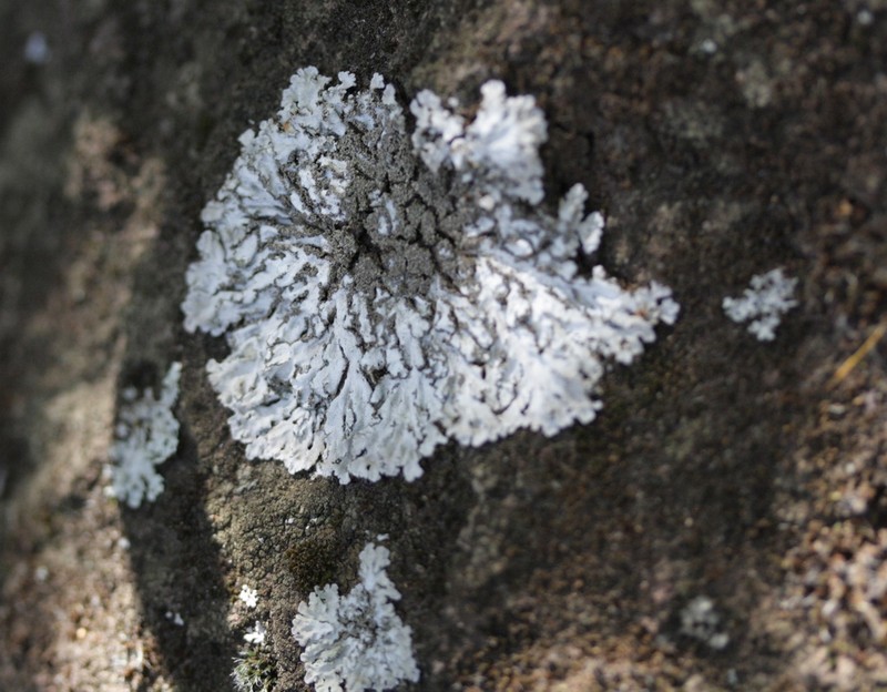 Physconia isidiigera photo 6