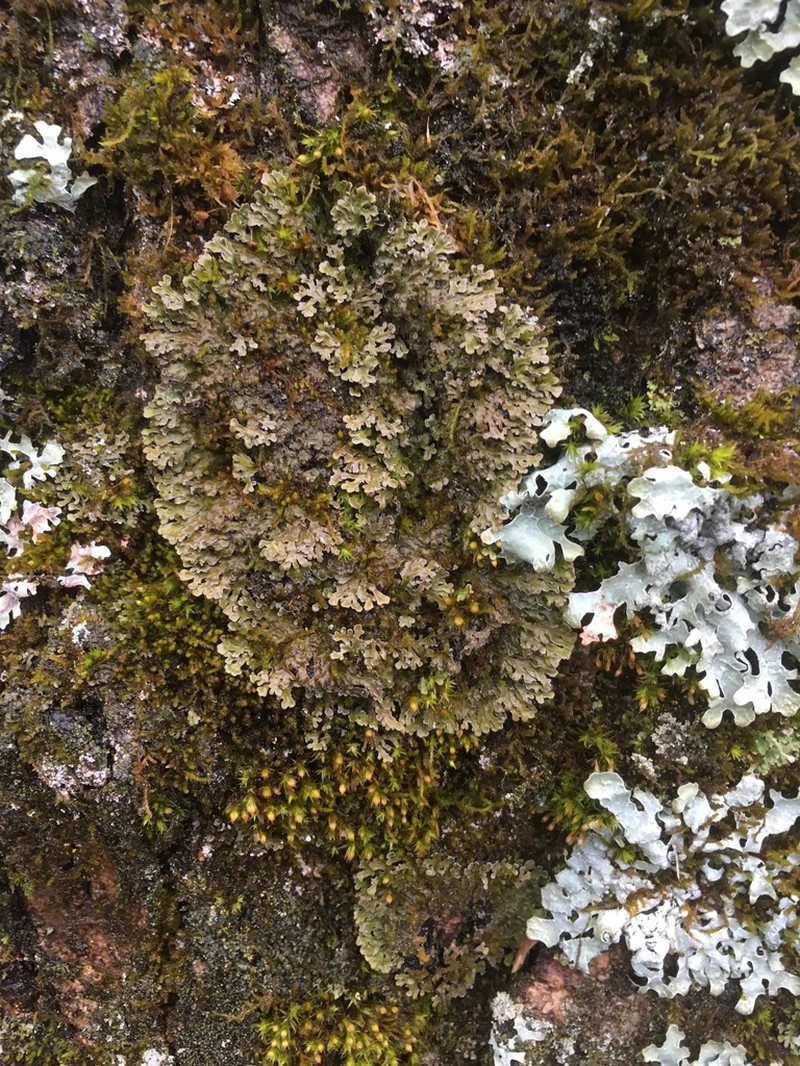 Physconia leucoleiptes photo 2