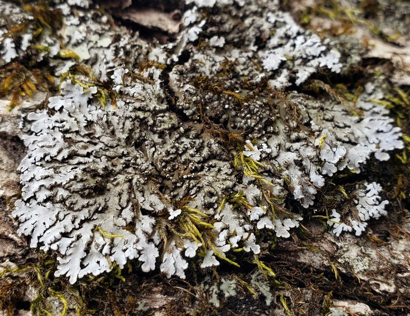 Physconia leucoleiptes photo 3