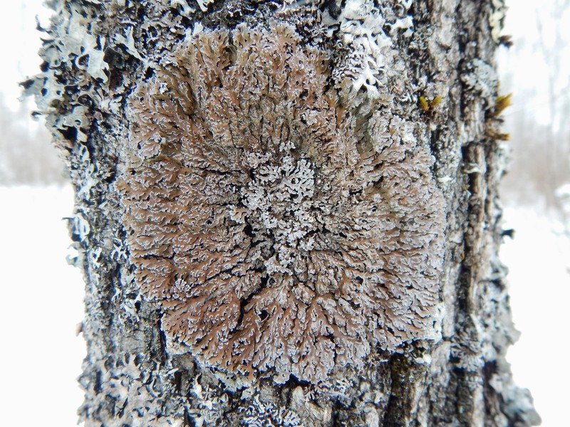 Physconia leucoleiptes photo 4