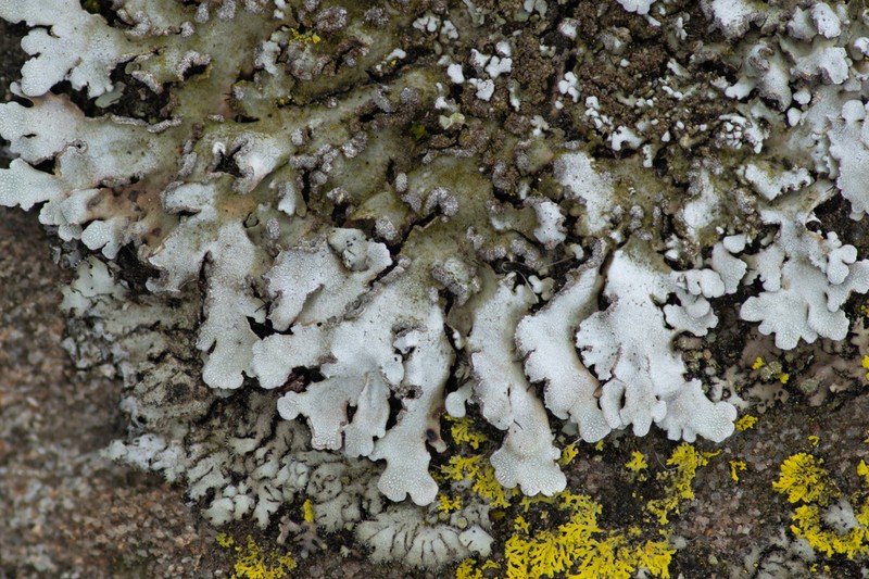 Physconia leucoleiptes photo 5