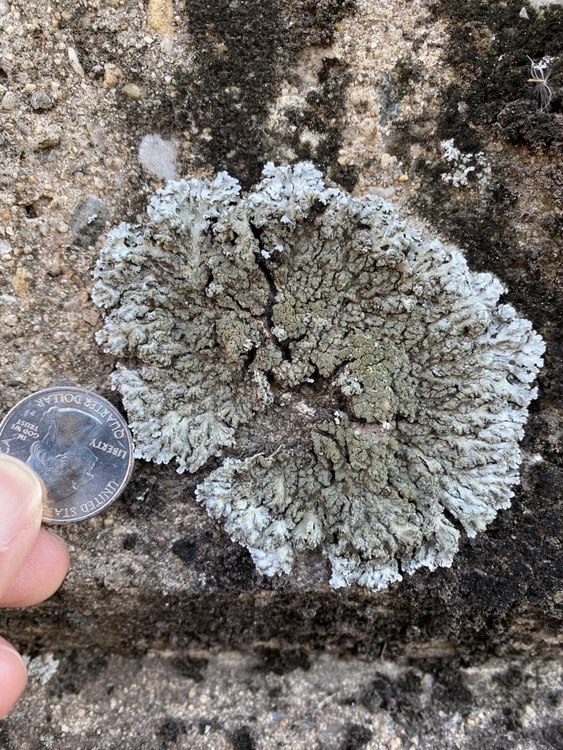 Physconia leucoleiptes photo 6