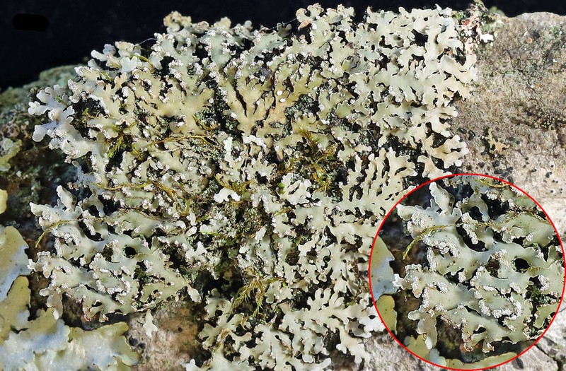 Physconia leucoleiptes photo 7
