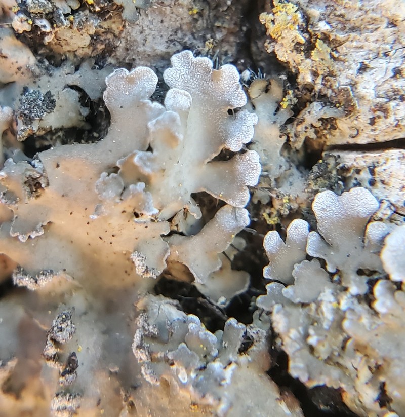 Physconia leucoleiptes photo 8