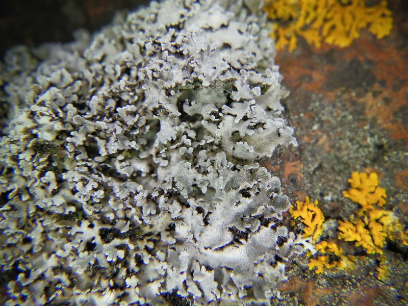 Frosted Lichen