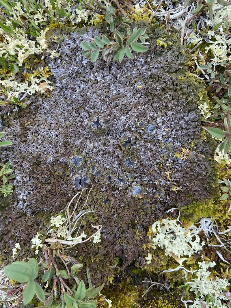 Frosted Lichen photo 2