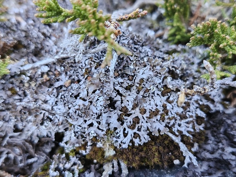 Frosted Lichen photo 3