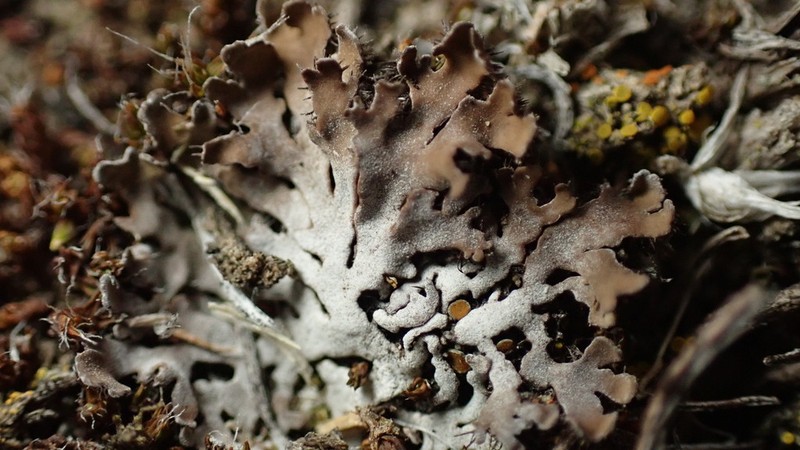 Frosted Lichen photo 4