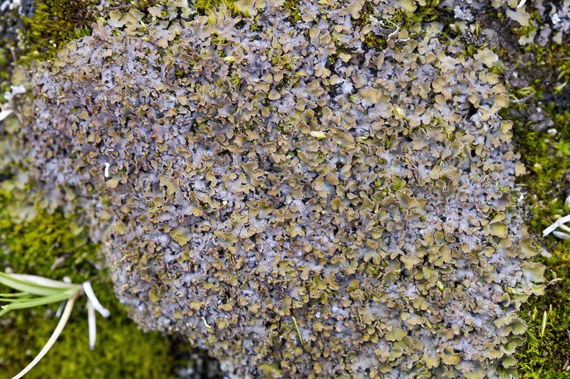 Frosted Lichen photo 5