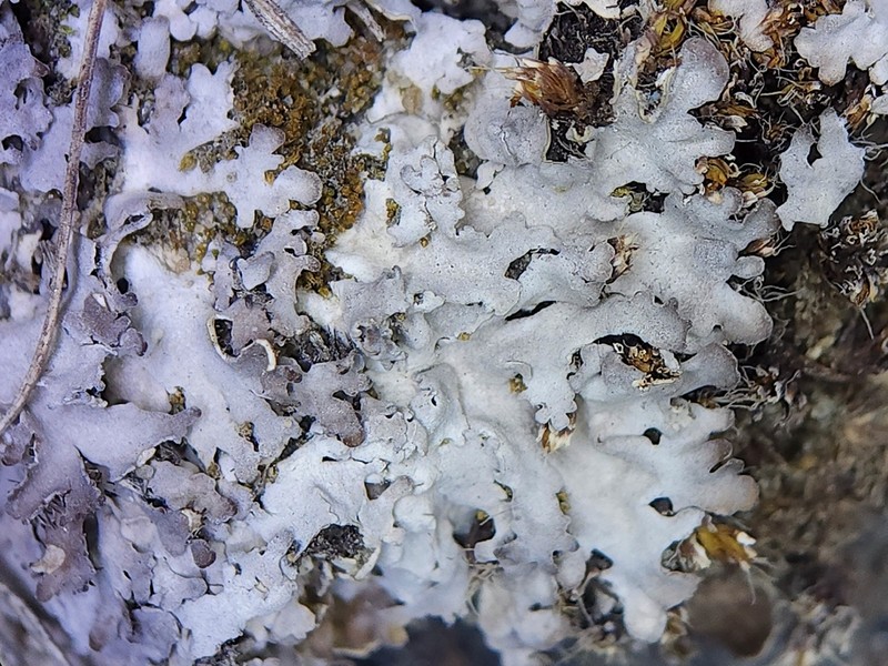 Frosted Lichen photo 6