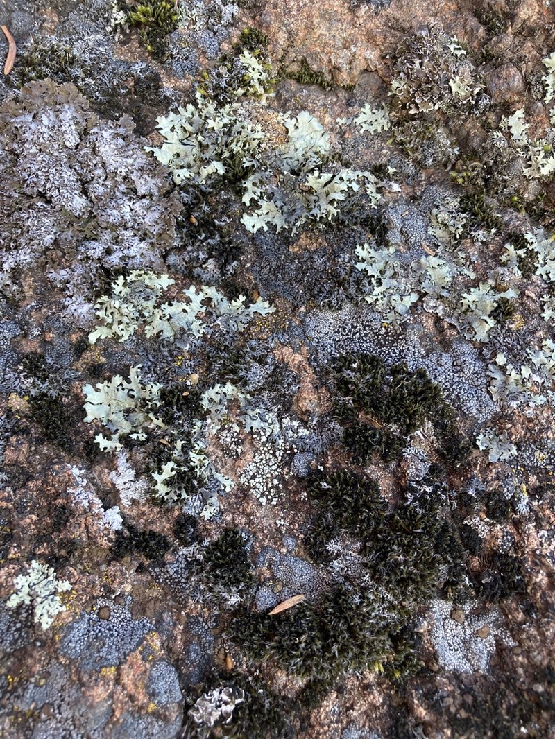 Frosted Lichen photo 7