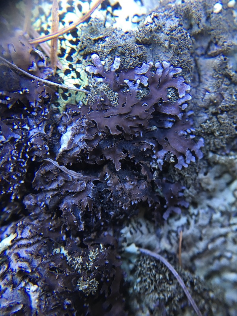 Frosted Lichen photo 8
