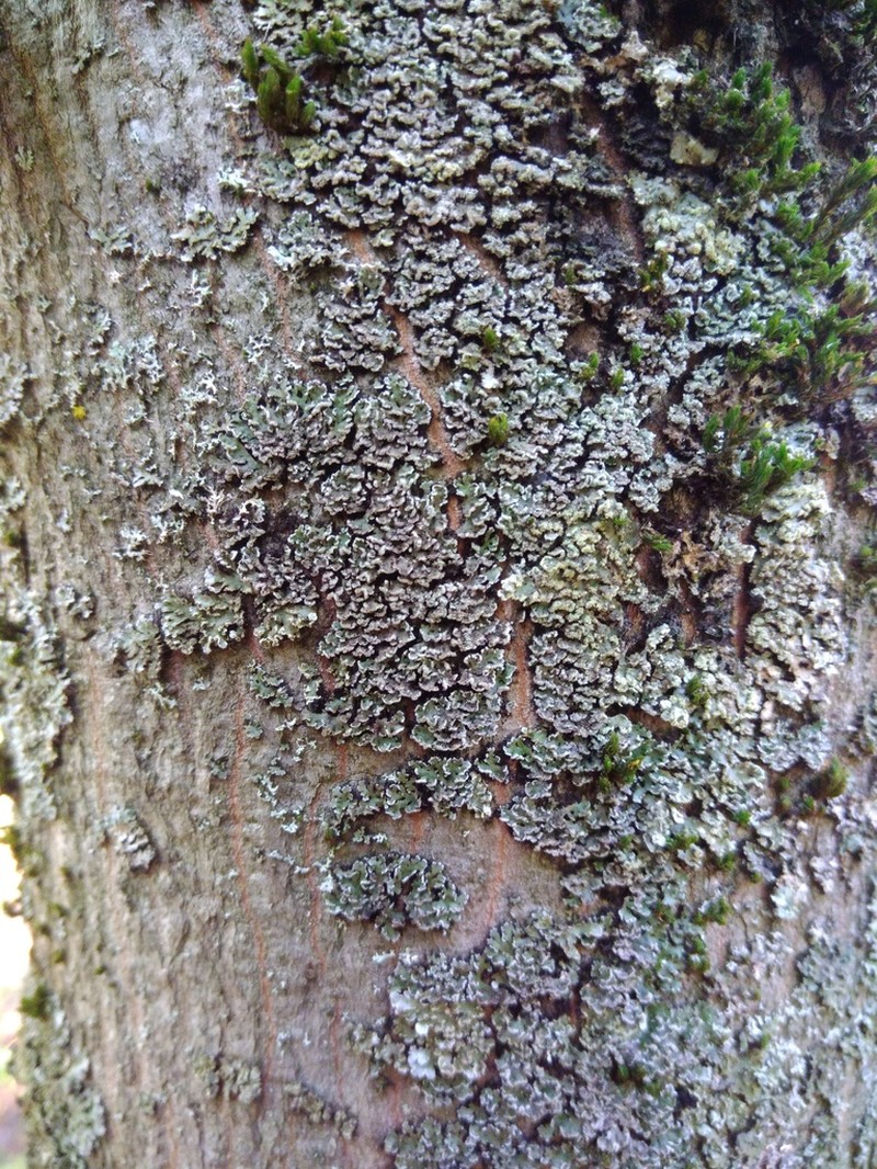 Frosted Lichen