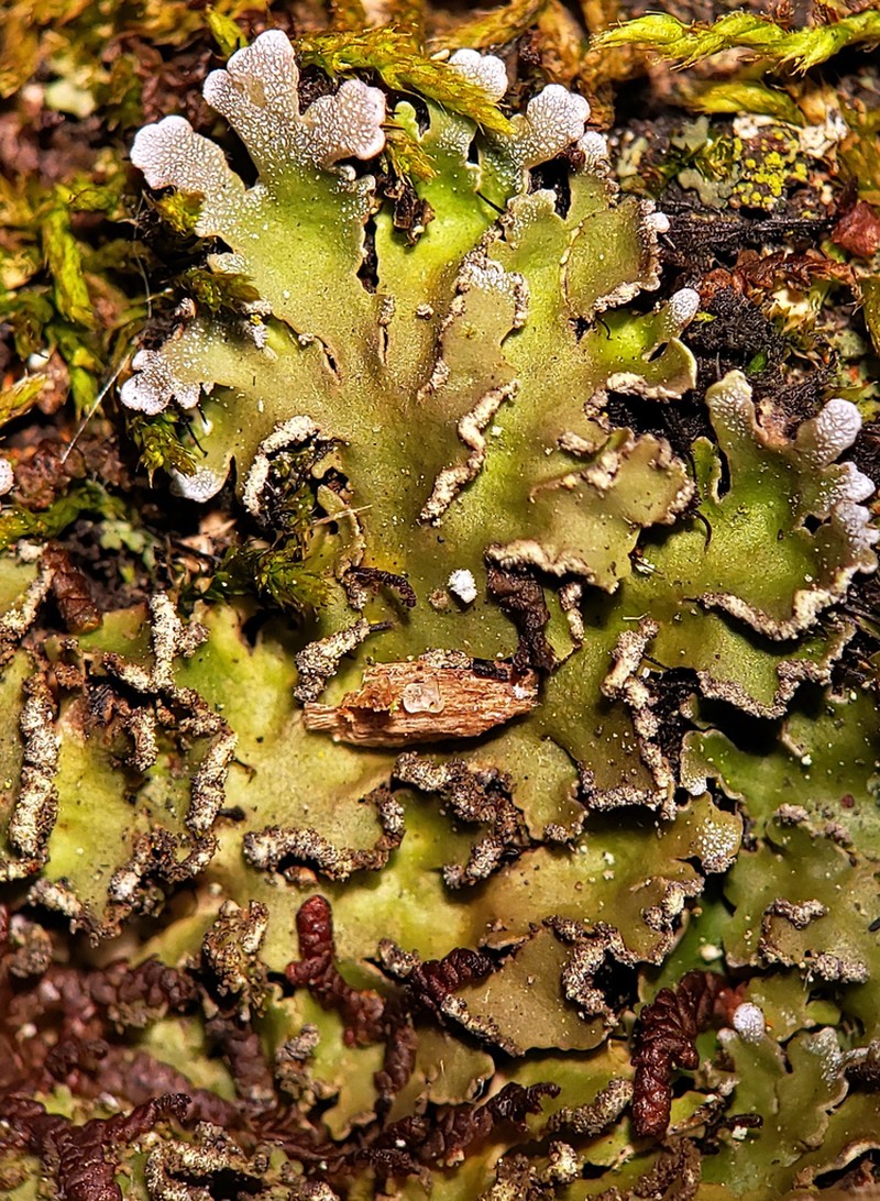 Frosted Lichen photo 2