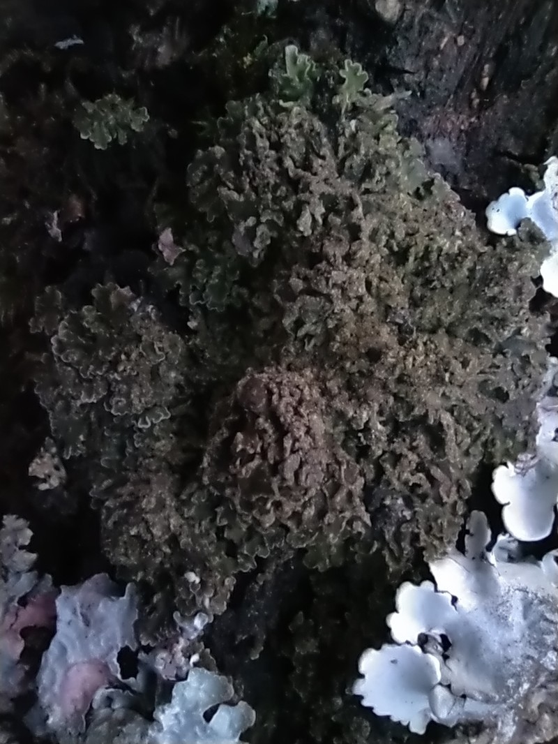 Frosted Lichen photo 3