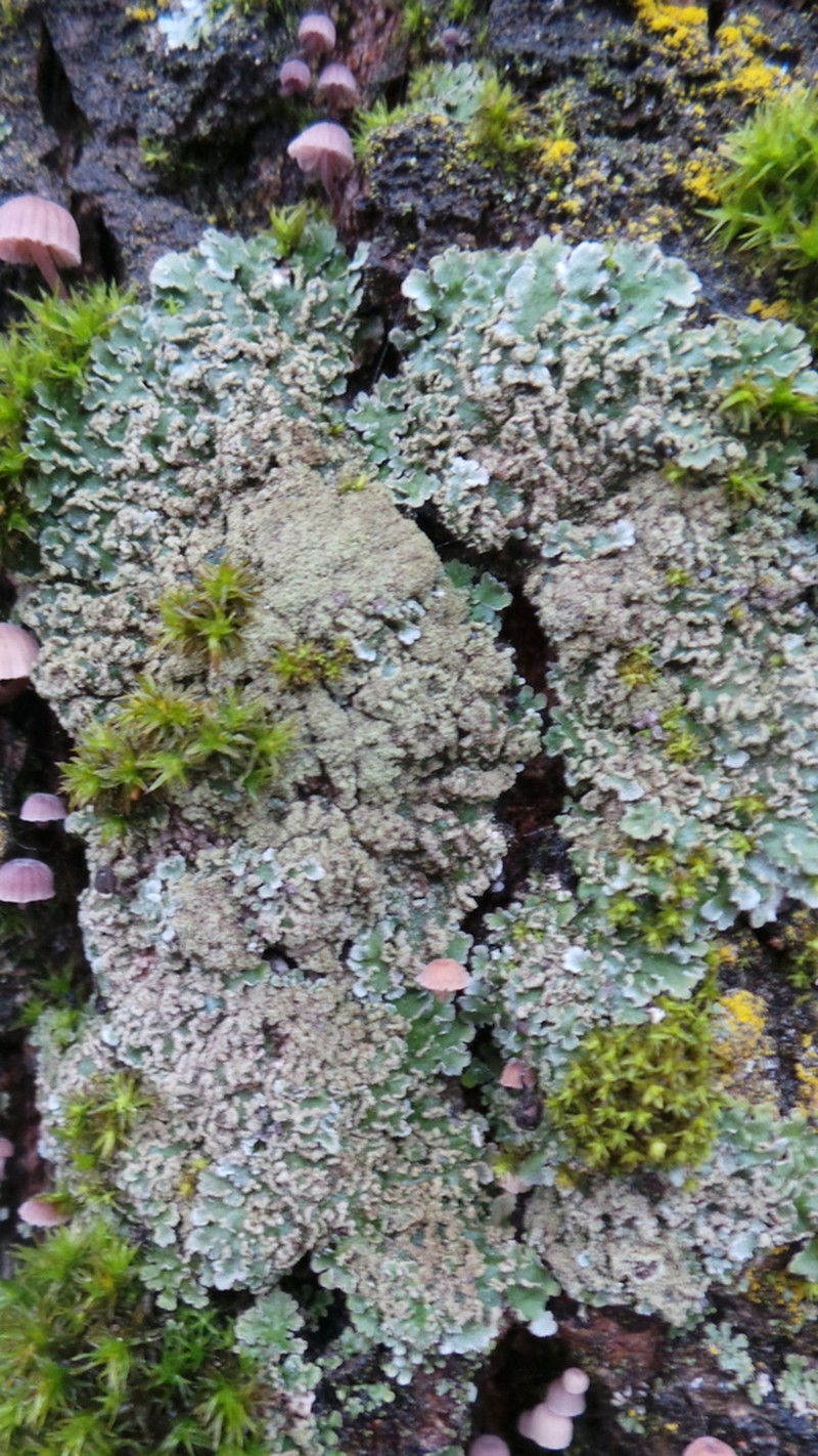 Frosted Lichen photo 4