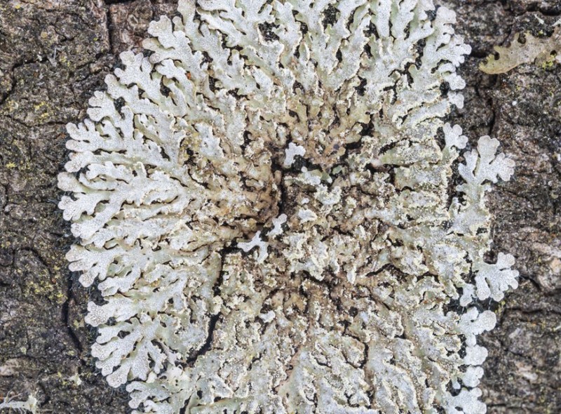 Frosted Lichen photo 5