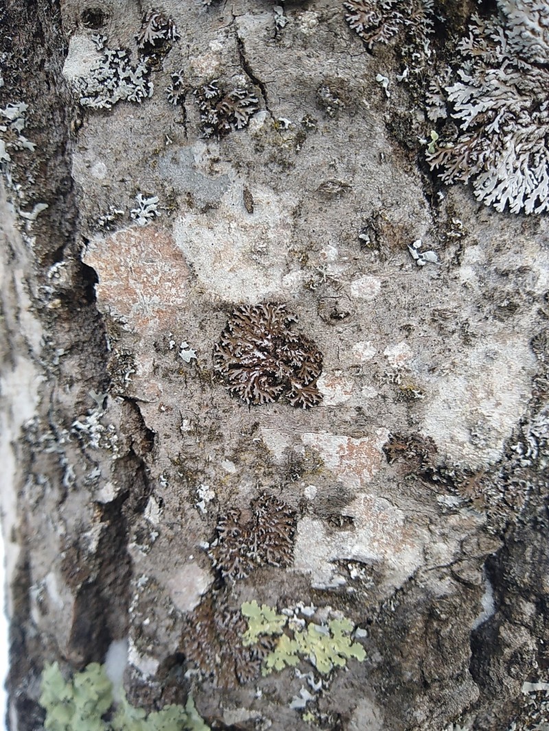 Frosted Lichen photo 6