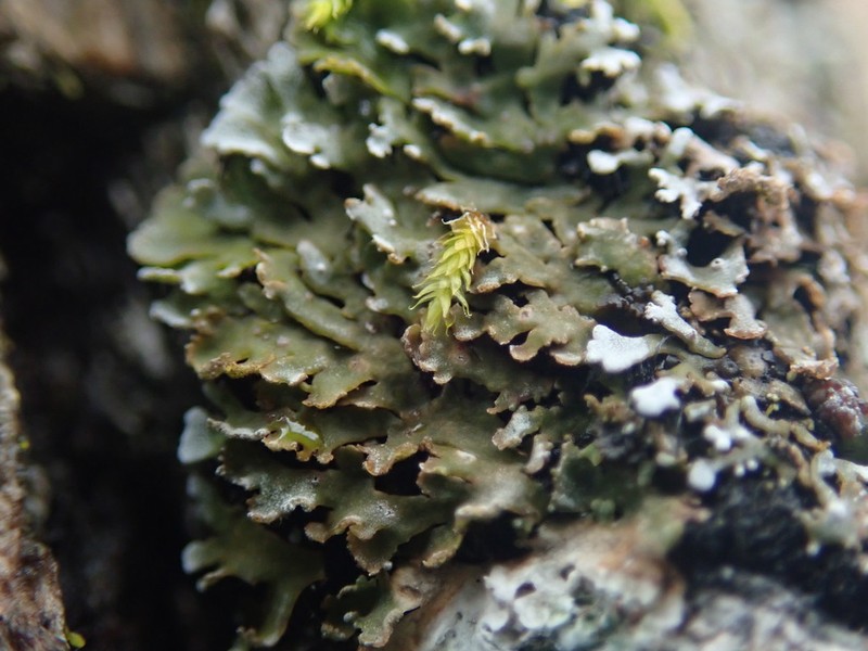 Frosted Lichen photo 7