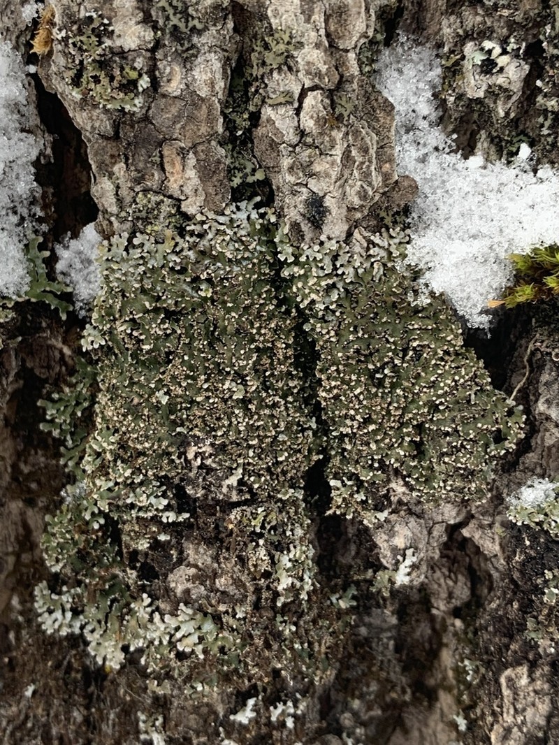 Frosted Lichen photo 8