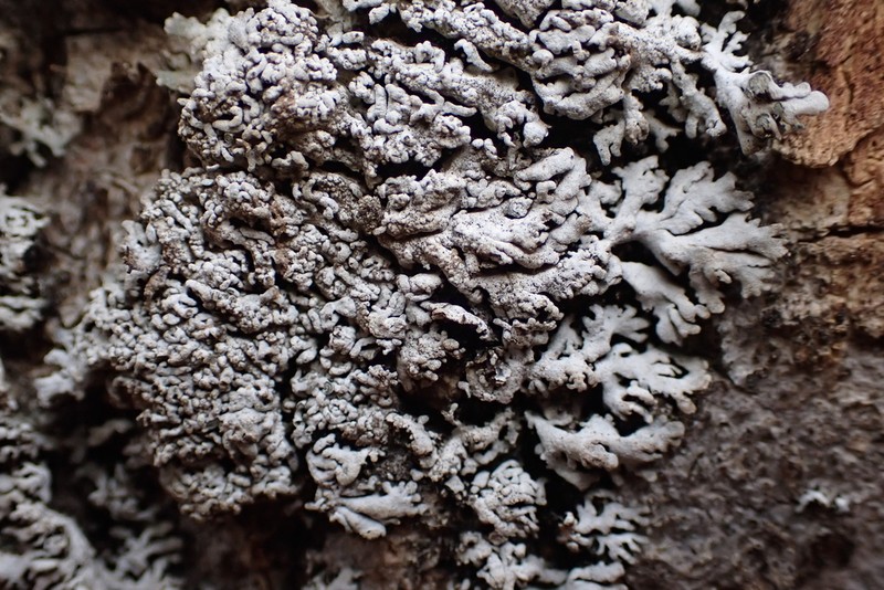 Physconia subpallida