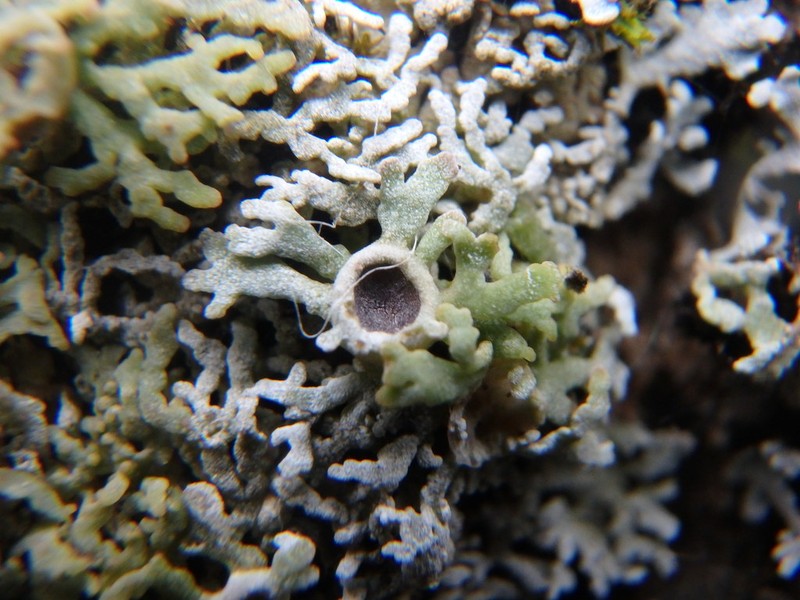 Physconia subpallida photo 2