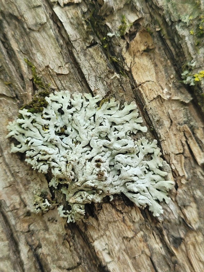 Physconia subpallida photo 4