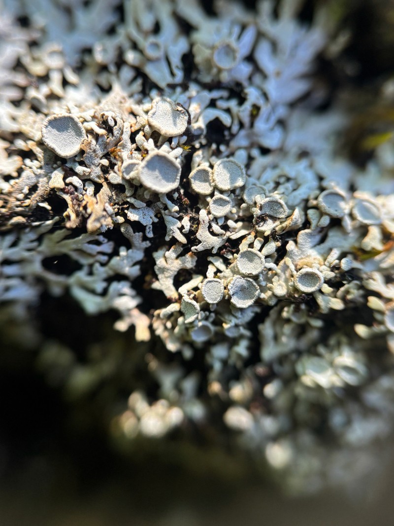 Physconia subpallida photo 5