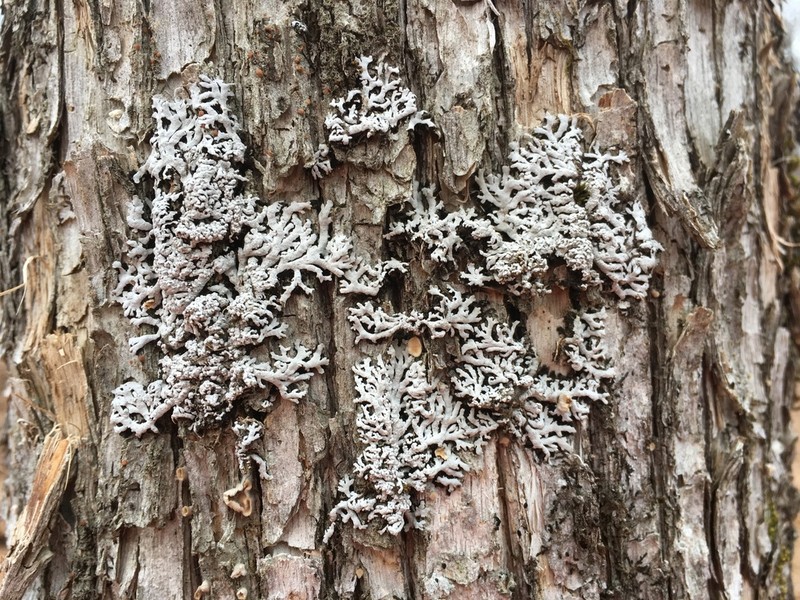 Physconia subpallida photo 6