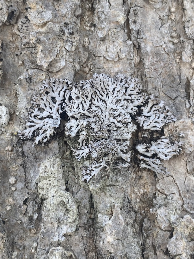 Physconia subpallida photo 7