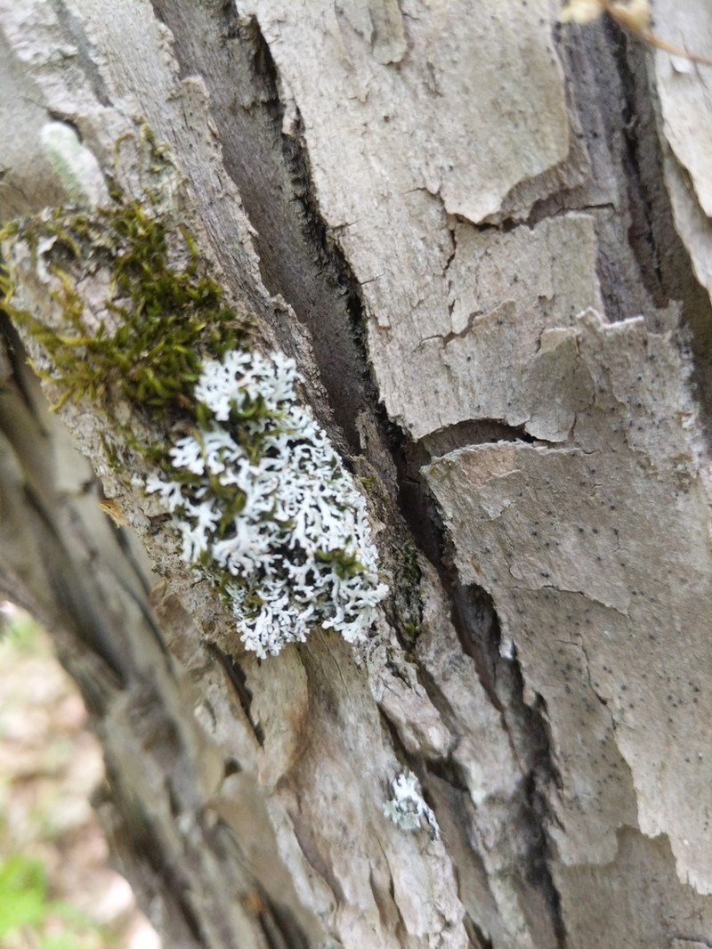 Physconia subpallida photo 8