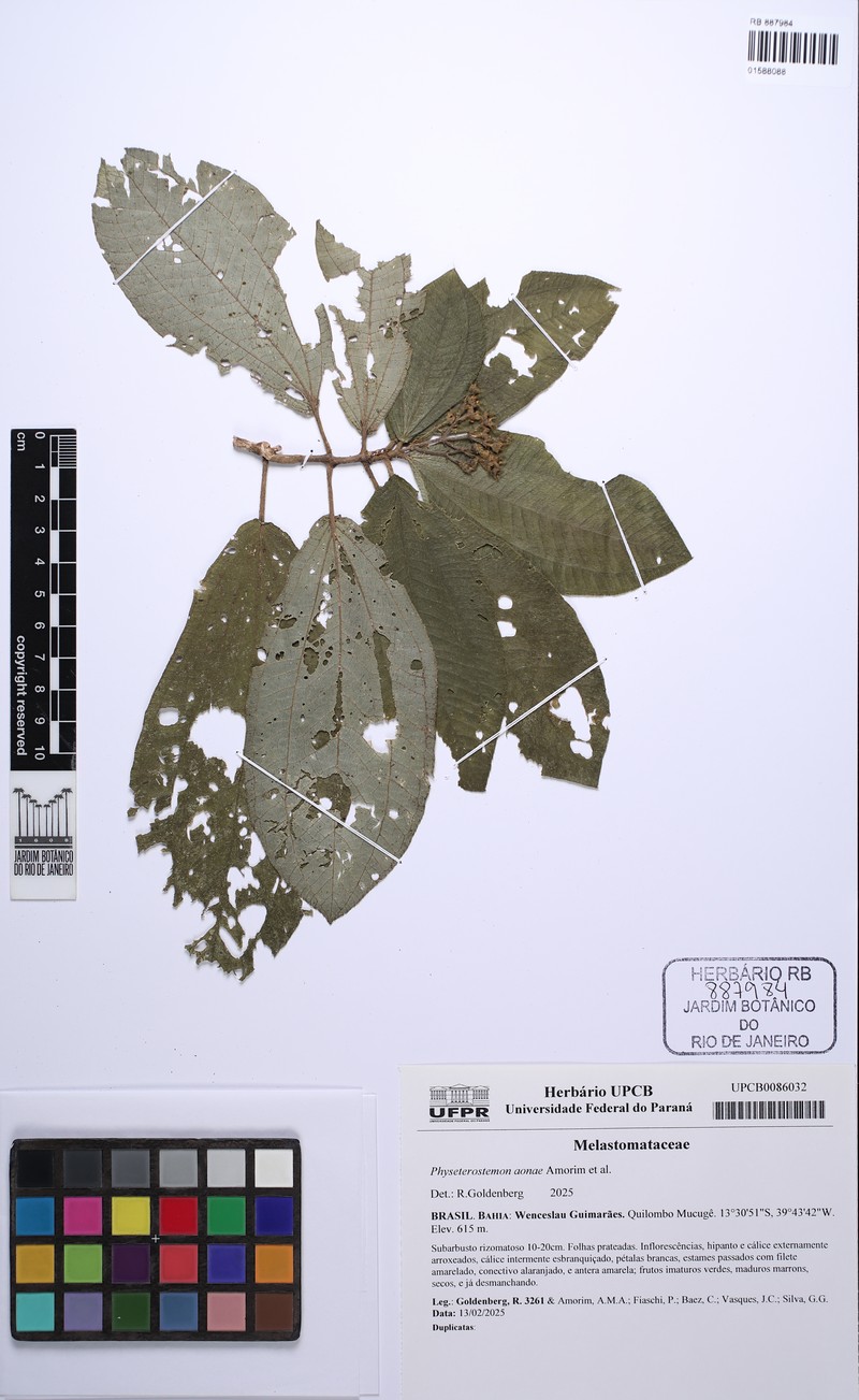 Physeterostemon aonae photo 3