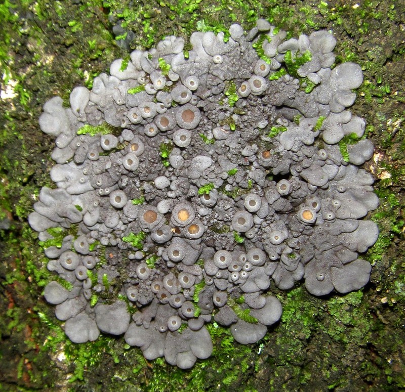 Physma Lichen