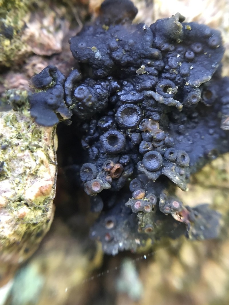 Physma Lichen photo 2